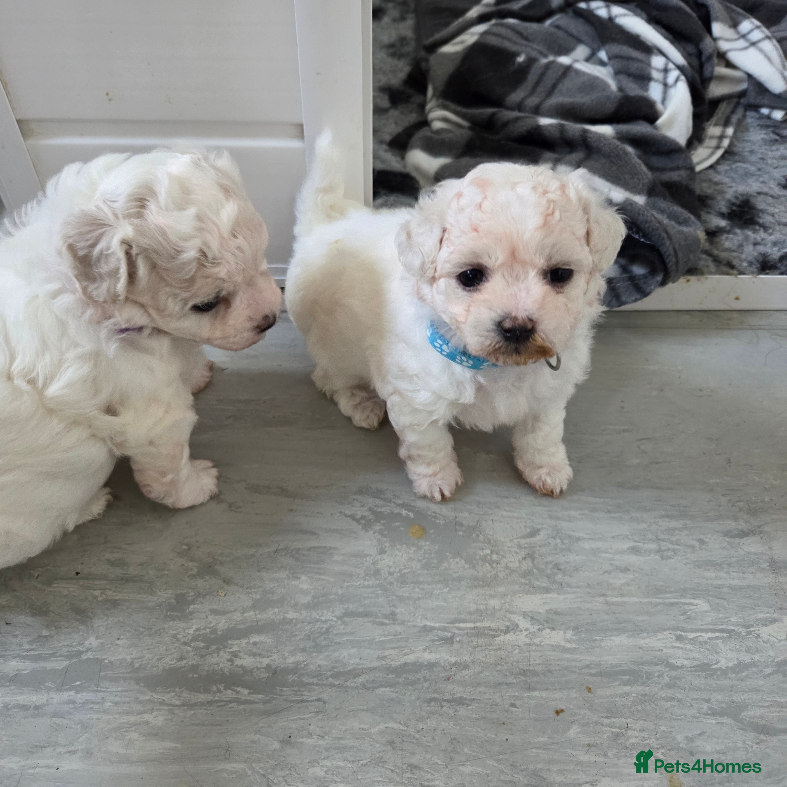 Bichon Frise dogs Beautiful bishon frise pups for sale - Advert 5