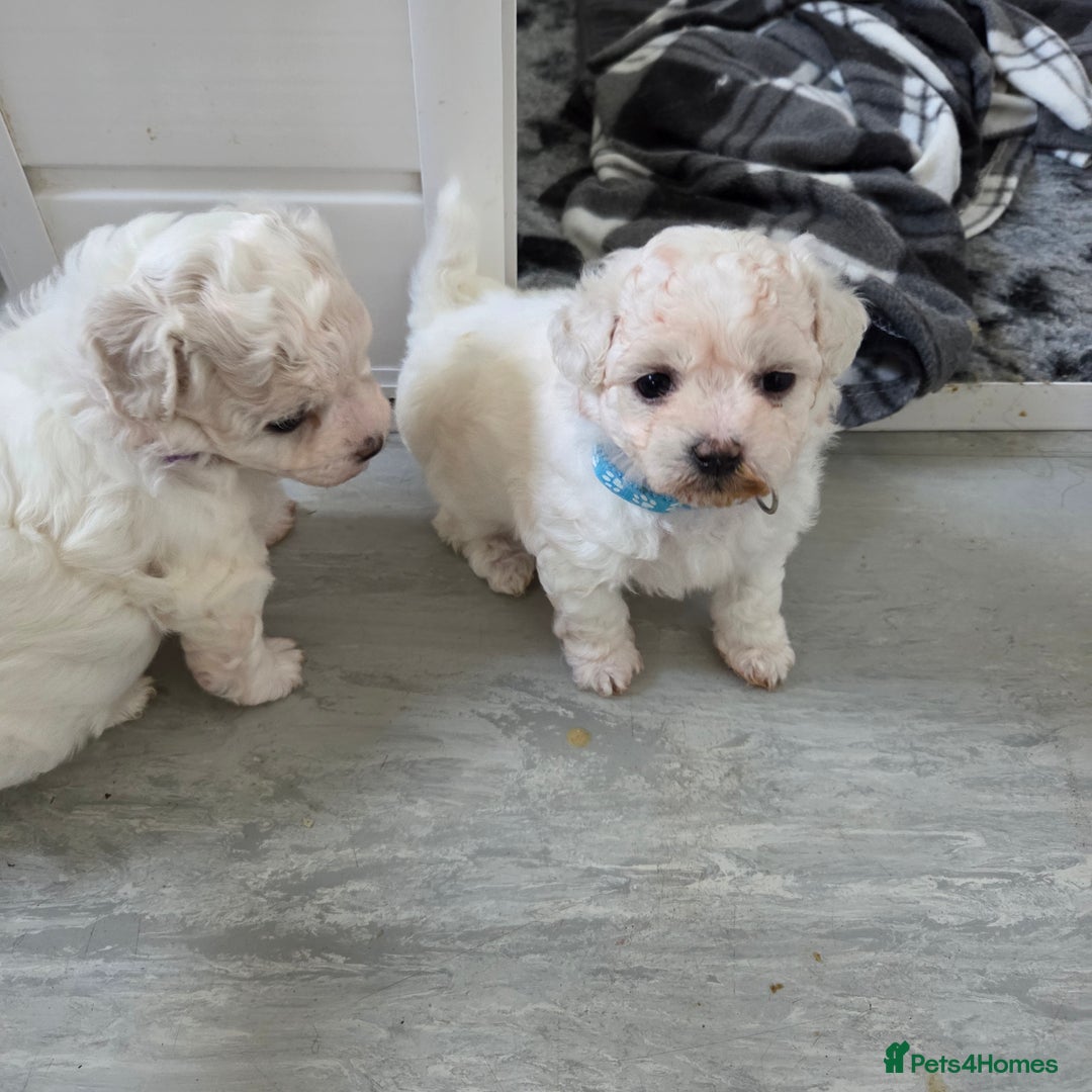 Bichon Frise dogs for sale: Beautiful bishon frise pups for sale - Advert 1