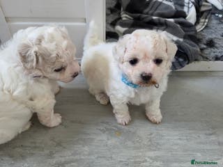 Bichon Frise dogs Beautiful bishon frise pups for sale - Advert 1