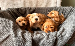 Cocker Spaniel dogs for sale: Golden English Show Cocker Spaniel puppies - Image 36