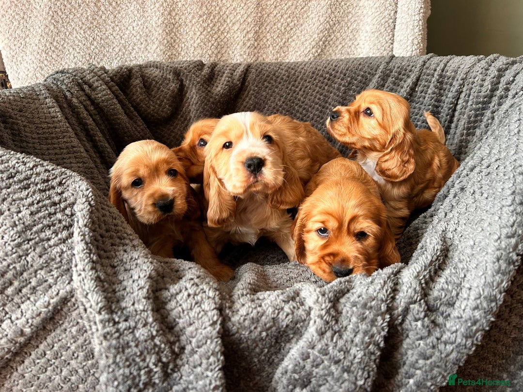 Cocker Spaniel dogs for sale: Golden English Show Cocker Spaniel puppies - Image 36