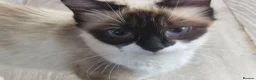 Mixed Breed cats for sale: 5 kittens ready for new home  - Advert 34