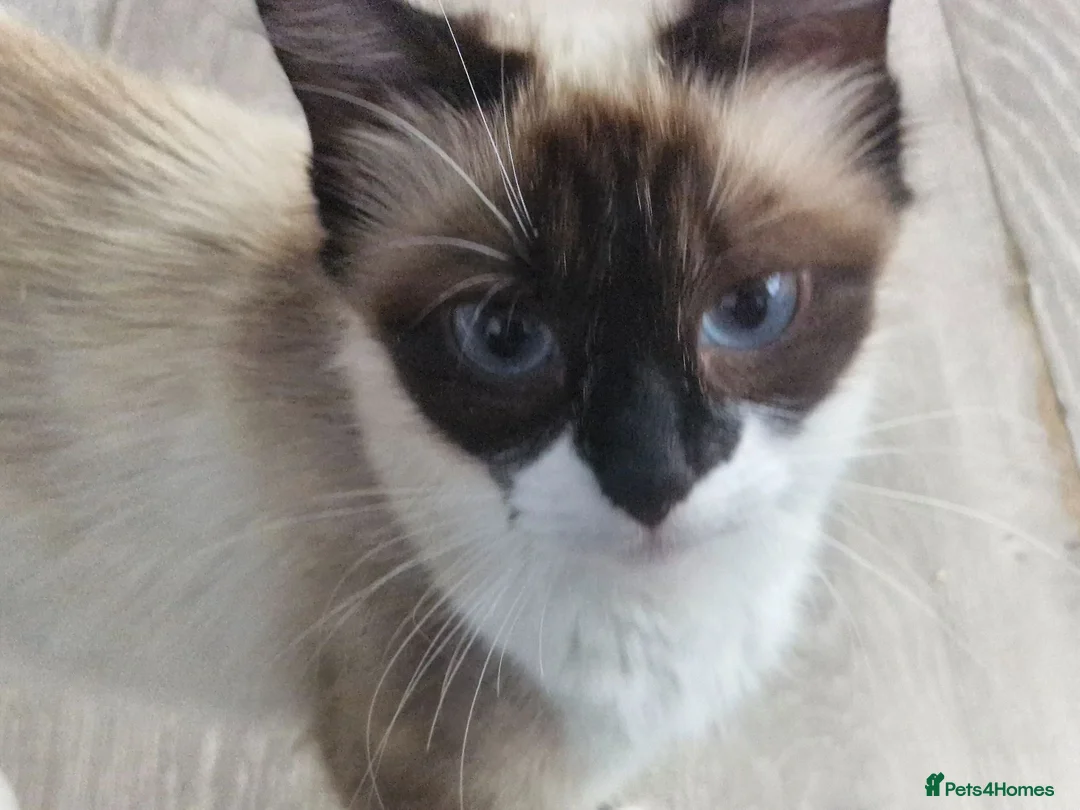 Mixed Breed cats for sale: 5 kittens ready for new home  - Advert 34