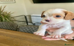Cavachon dogs for sale: Cavalier King Charles x Cavachon - Image 15