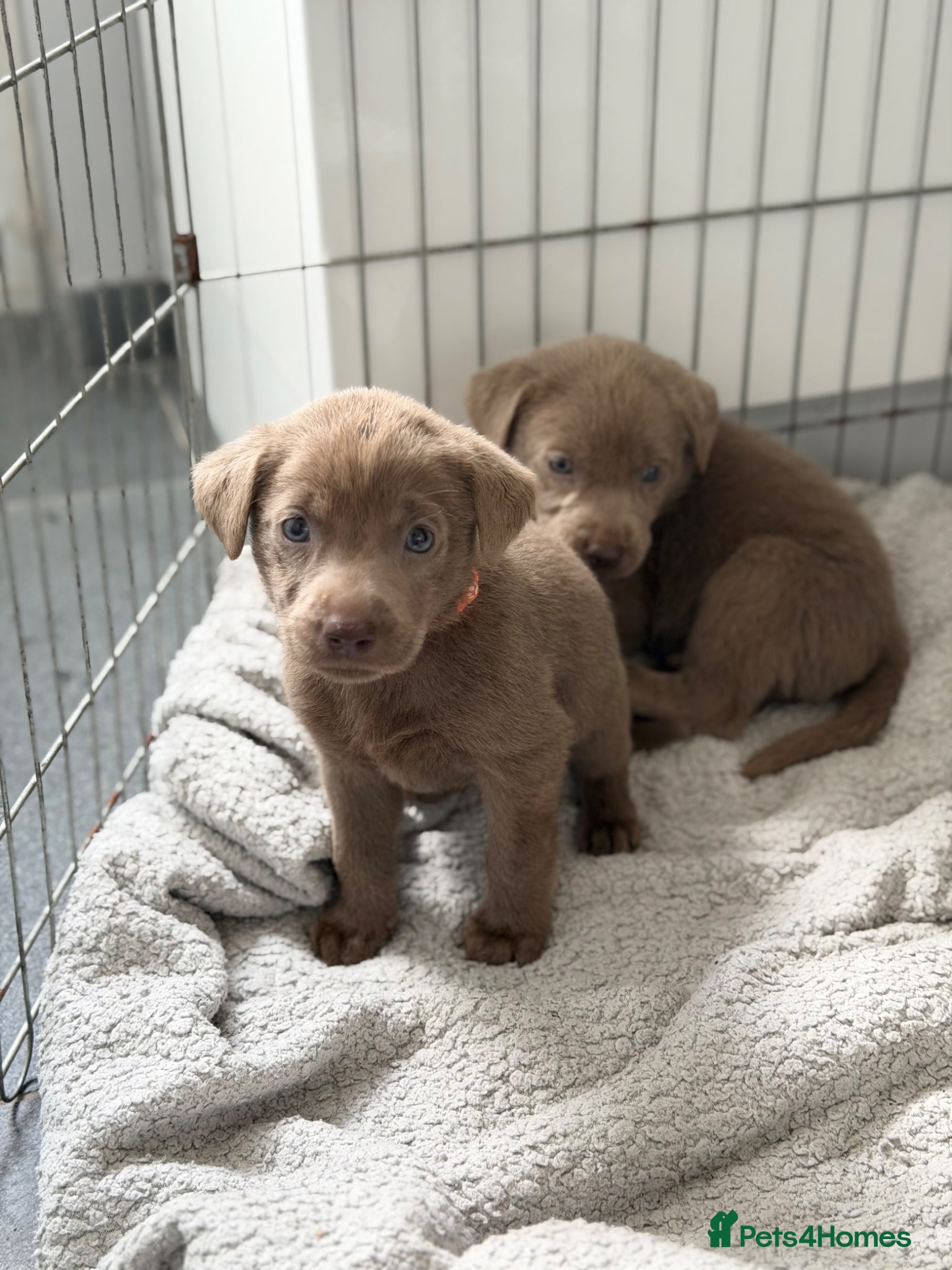 Labrador Retriever dogs 3 BOYS left Stunning Silver Labrador Pups  - Advert 4