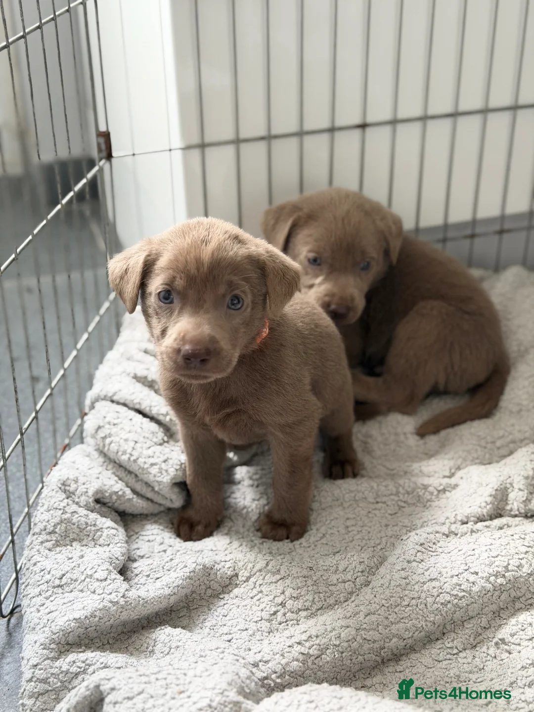 Labrador Retriever dogs for sale: 3 BOYS left Stunning Silver Labrador Pups  - Advert 2