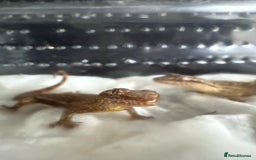 Gecko reptiles for sale: Mourning geckos - Image 1