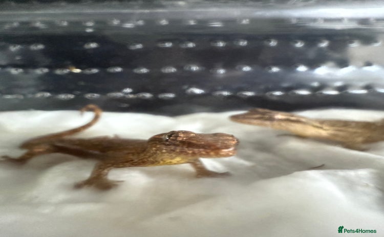 Gecko reptiles - Advert 2
