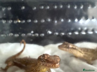 Gecko reptiles - Advert 34