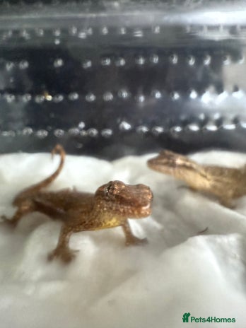 Gecko reptiles - Advert 11