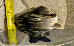 Koi Carp fish for sale: Koi for Sale - Image 9