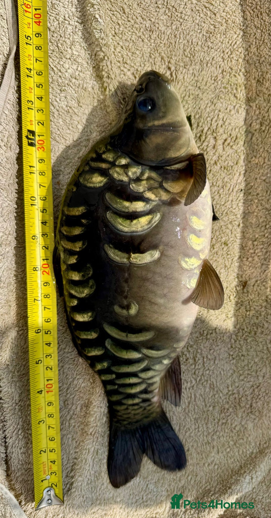 Koi Carp fish for sale: Koi for Sale - Image 9