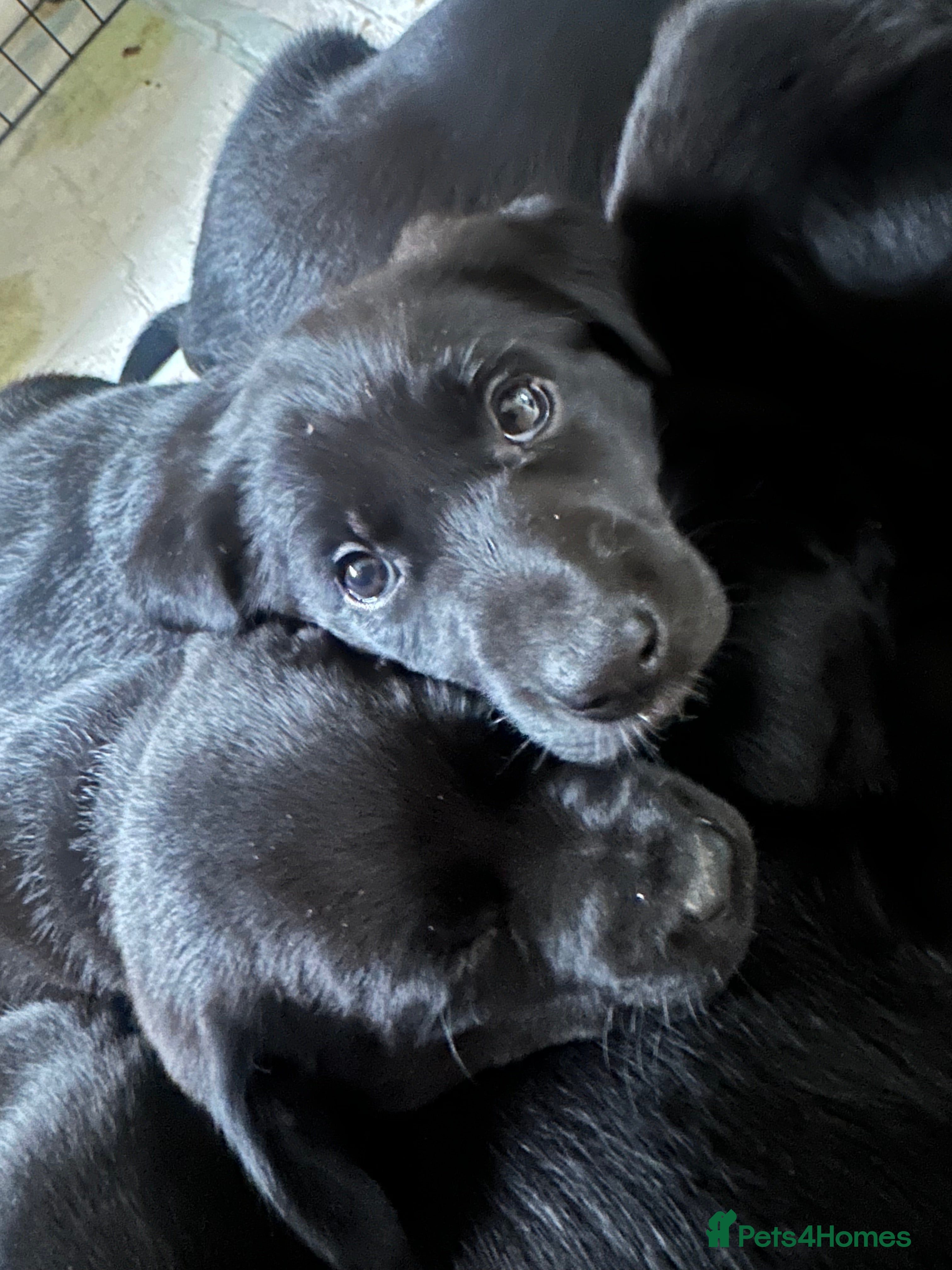 Borador dogs Labrador x Collie Puppies - Advert 18