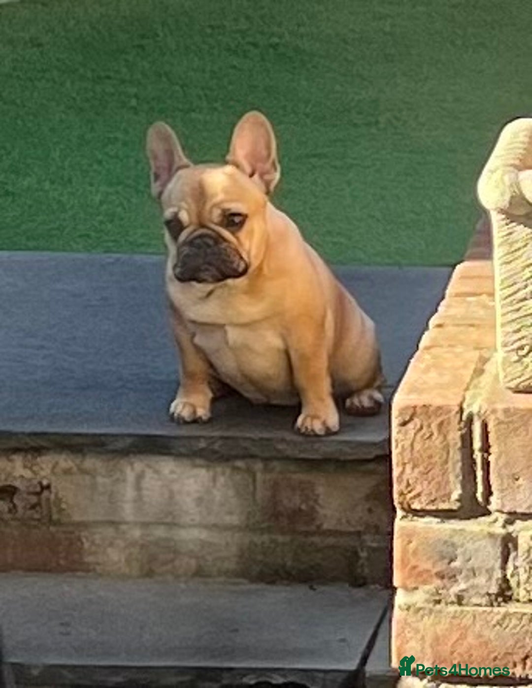 French Bulldog dogs for sale: 🧡French Bulldog Girl🧡 - Image 4