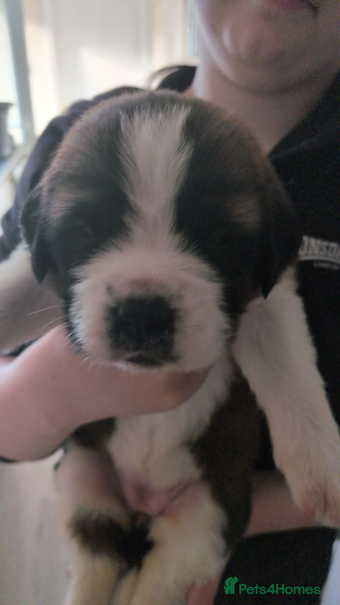 Saint Bernard dogs Saint Bernards KC registered, Hip and Elbow scored - Advert 2