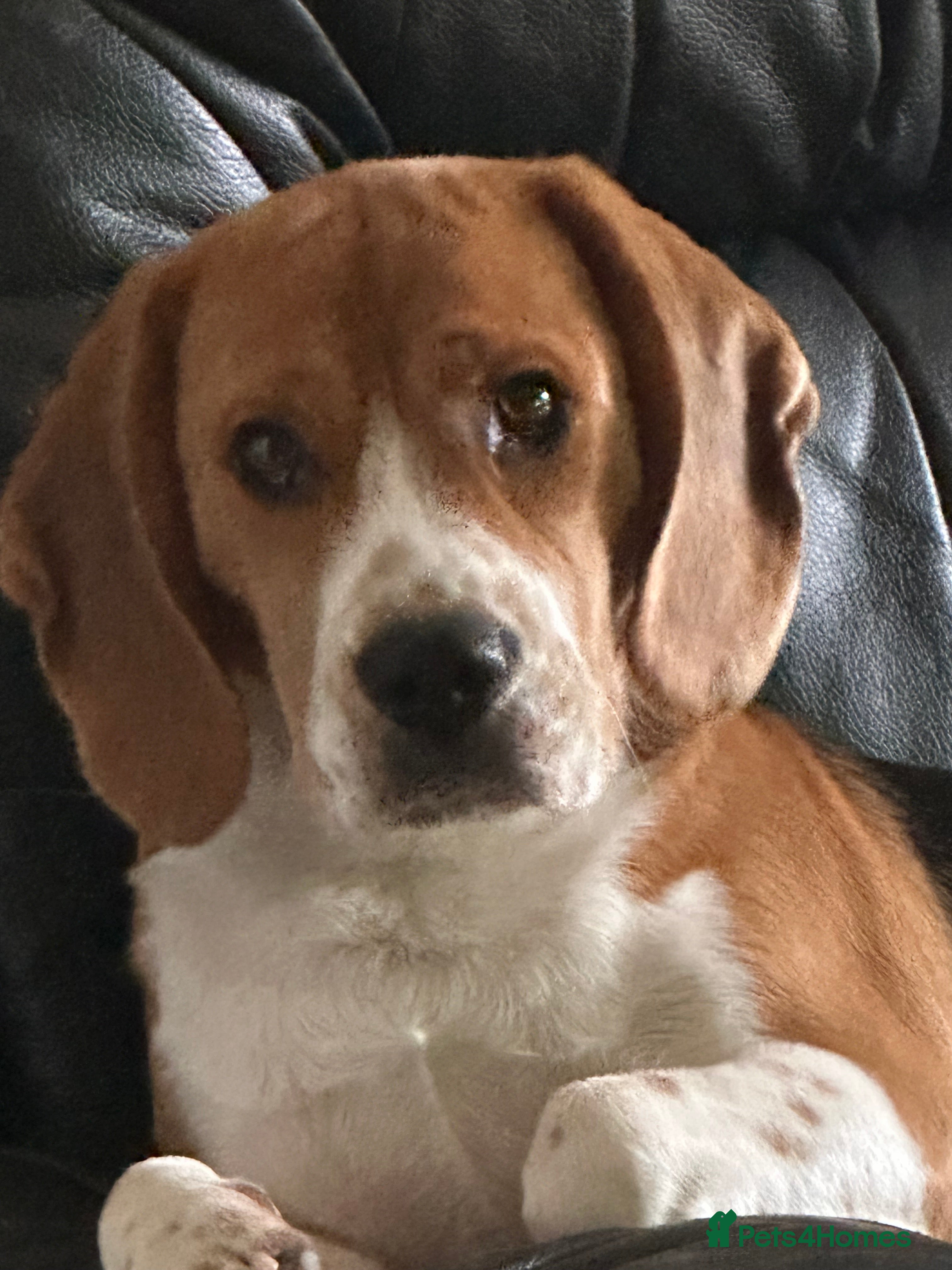 Beagle dogs 11 months old beagle  - Advert 14