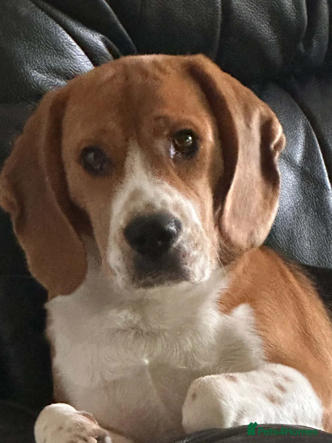 Beagle dogs for sale: 11 months old beagle  - Advert 1