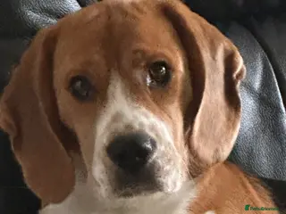 Beagle dogs 11 months old beagle - Advert 10