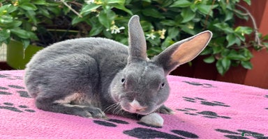 Rex rabbits - Advert 7