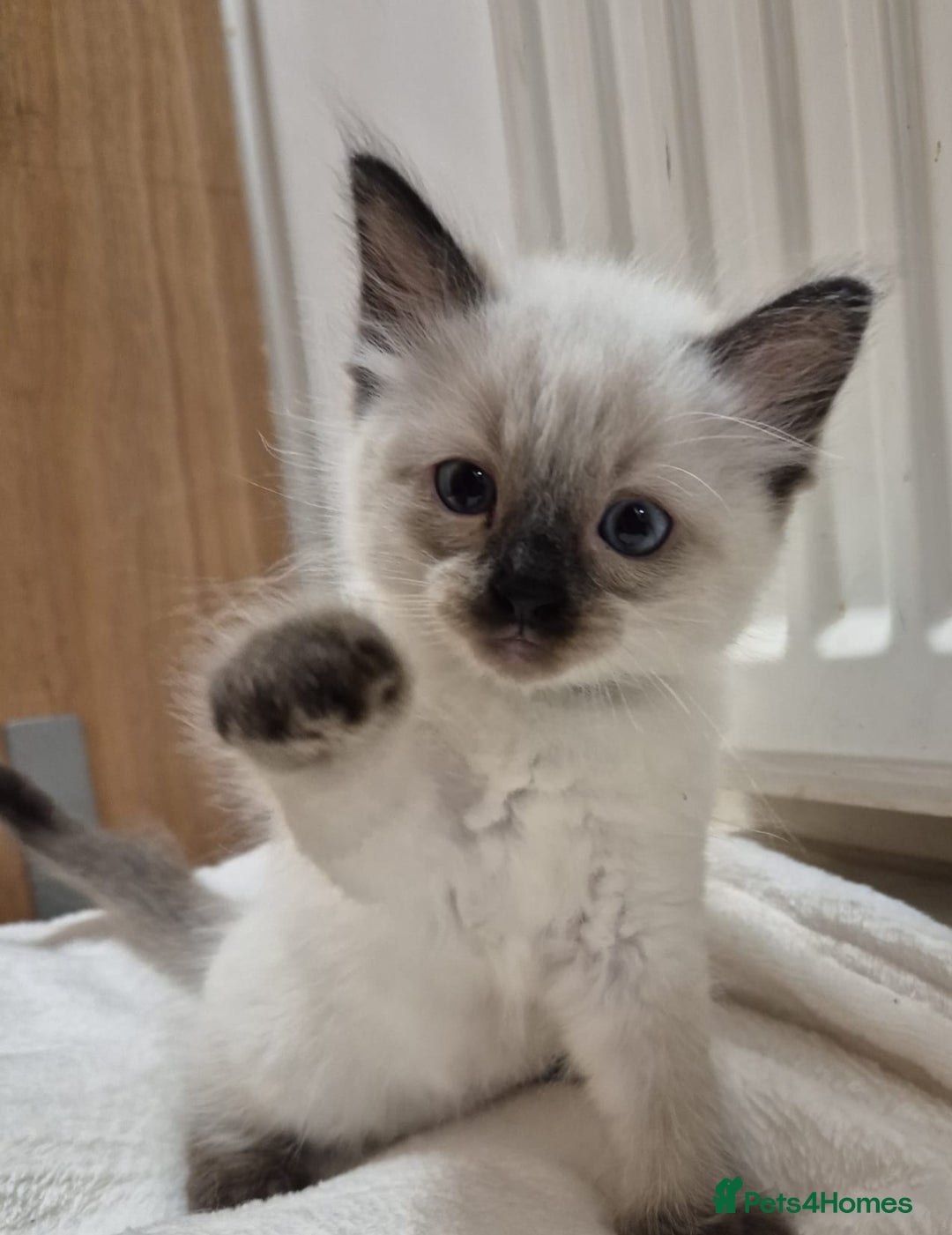 Ragdoll cats for sale: 2 Male Sealpoints ready to leave on 16th Dec - Advert 3