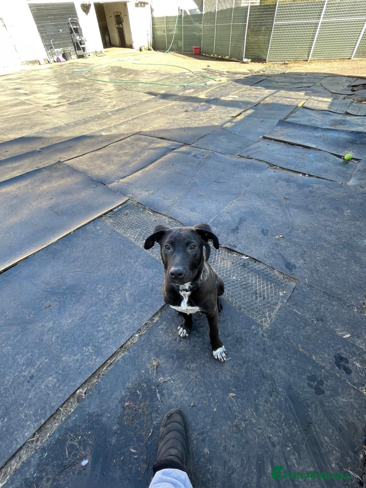 Mixed Breed dogs 🐾🖤 SAM – The Happy, Handsome All-Rounder 🖤🐾 - Advert 2