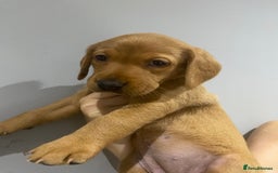 Labrador Retriever dogs for sale: KC Fox Red Labradors  - Image 9