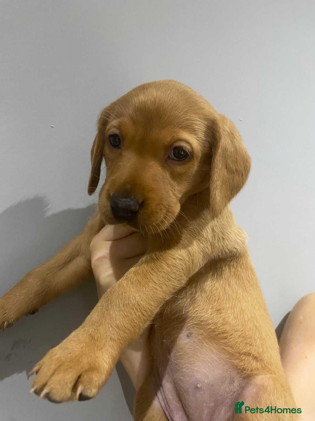 Labrador Retriever dogs for sale: KC Fox Red Labradors  - Image 9