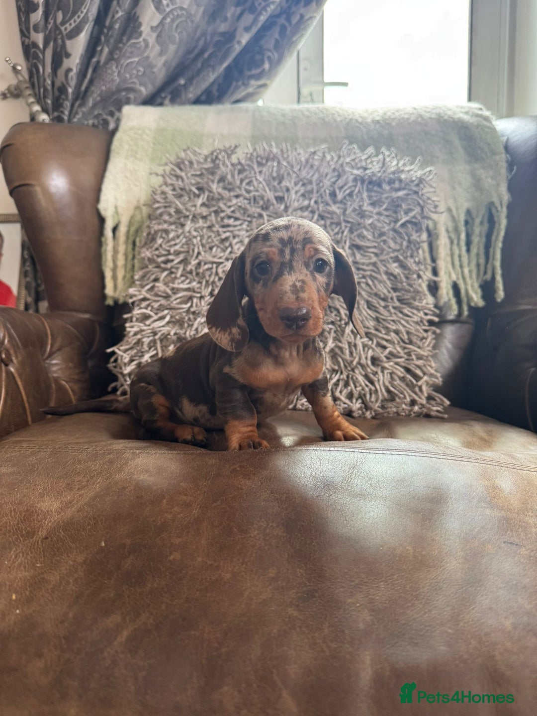 Miniature Dachshund dogs for sale: Miniature Dachshund Puppies - Image 11