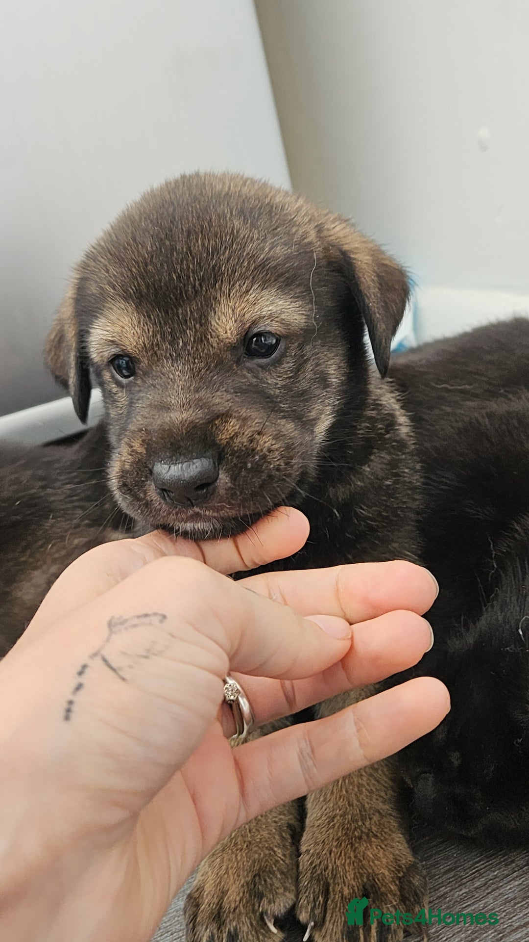 Mixed Breed dogs for sale: Wolfdog x cane corso - Image 5