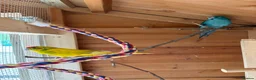 Parakeets birds for sale: Pair of Kakariki parakeets - Advert 4
