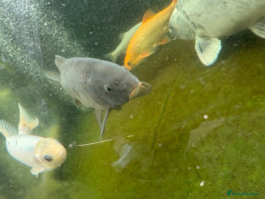 Other/Mixed Breed fish for sale: Koi carp, orphs, mirror carp - Image 11