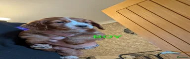 Cocker Spaniel Puppy 6