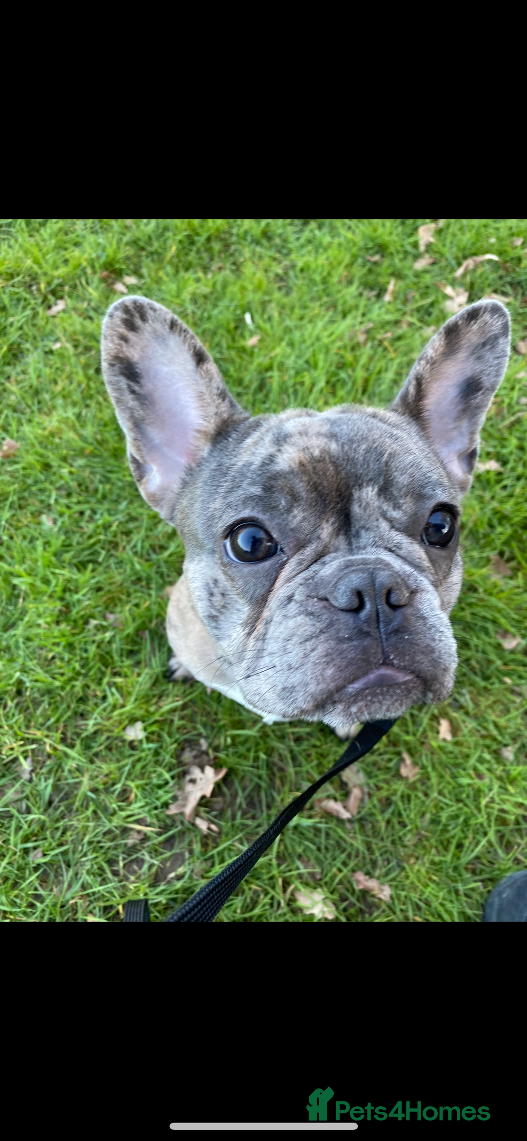 French Bulldog dogs for sale: Female French Bulldog - Advert 6