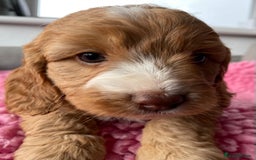 Cockapoo dogs for sale: Adorable cockerpoo girls - Image 2