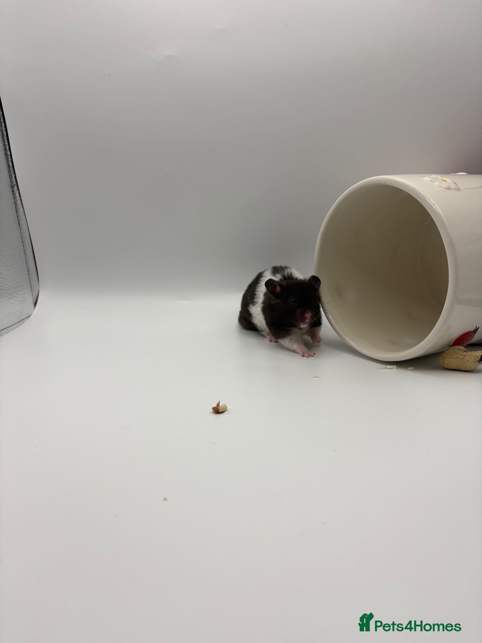 Hamster rodents Pedigree Syrian hamster pups  - Advert 1