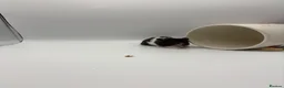 Hamster rodents for sale: Pedigree Syrian hamster pups  - Advert 10