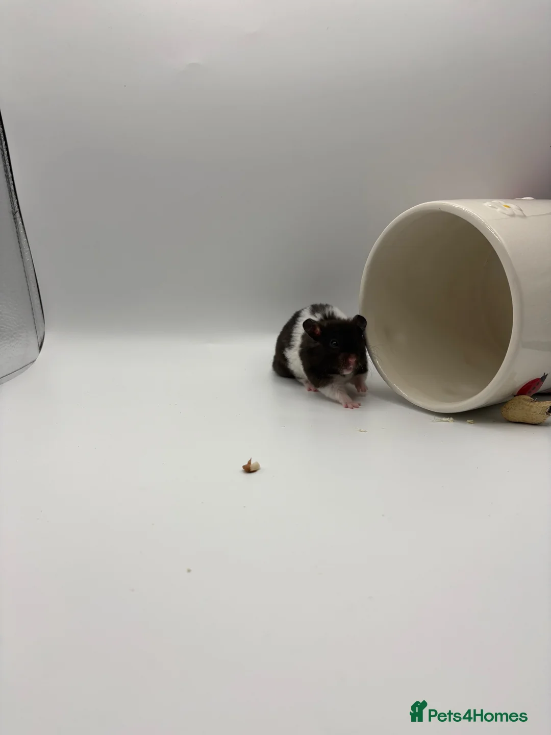 Hamster rodents for sale: Pedigree Syrian hamster pups  - Advert 1