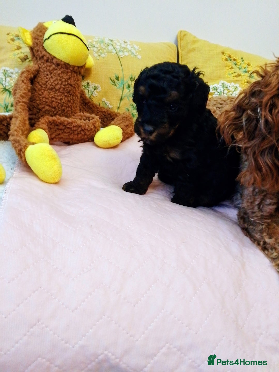 Toy Poodle dogs for sale: Toy poodle boy - Advert 3