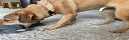 Mixed Breed dogs for adoption: ORLA - FOR ADOPTION  in Aylesbury - Advert 9
