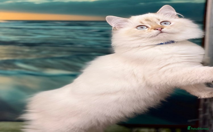 British Shorthair cats - Advert 16