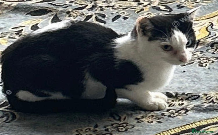 Mixed Breed cats - Advert 4