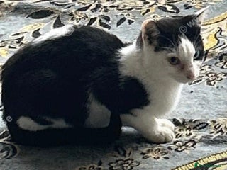 Mixed Breed cats - Advert 40