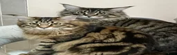 Maine Coon cats for sale: Tufty ears and big paws  - Advert 1