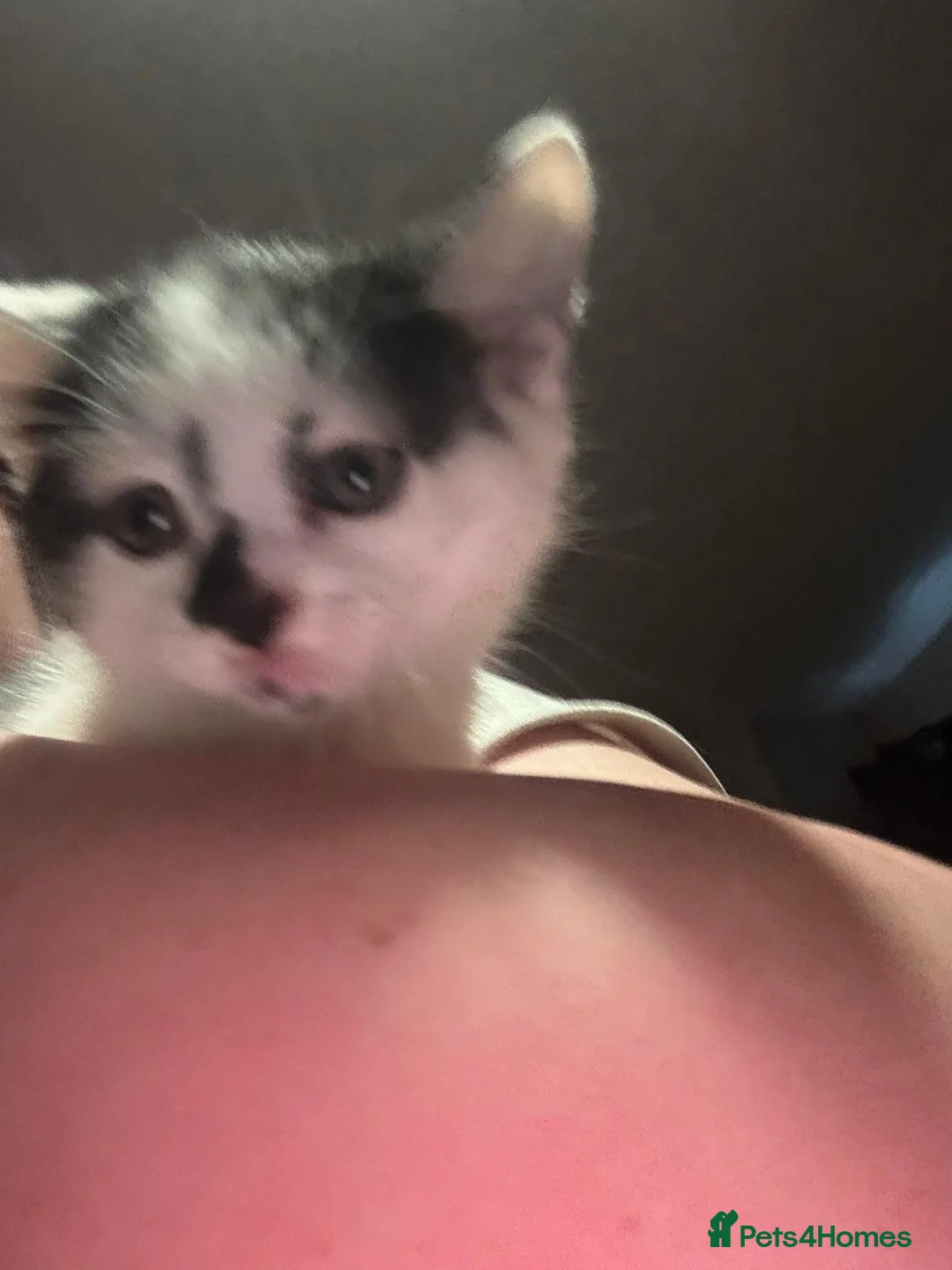 Mixed Breed cats for sale: Three beautiful kittens for sale - Advert 15