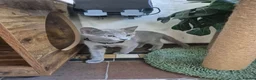 Russian Blue cats for sale: Beautiful Russian Blue kittens - Advert 5