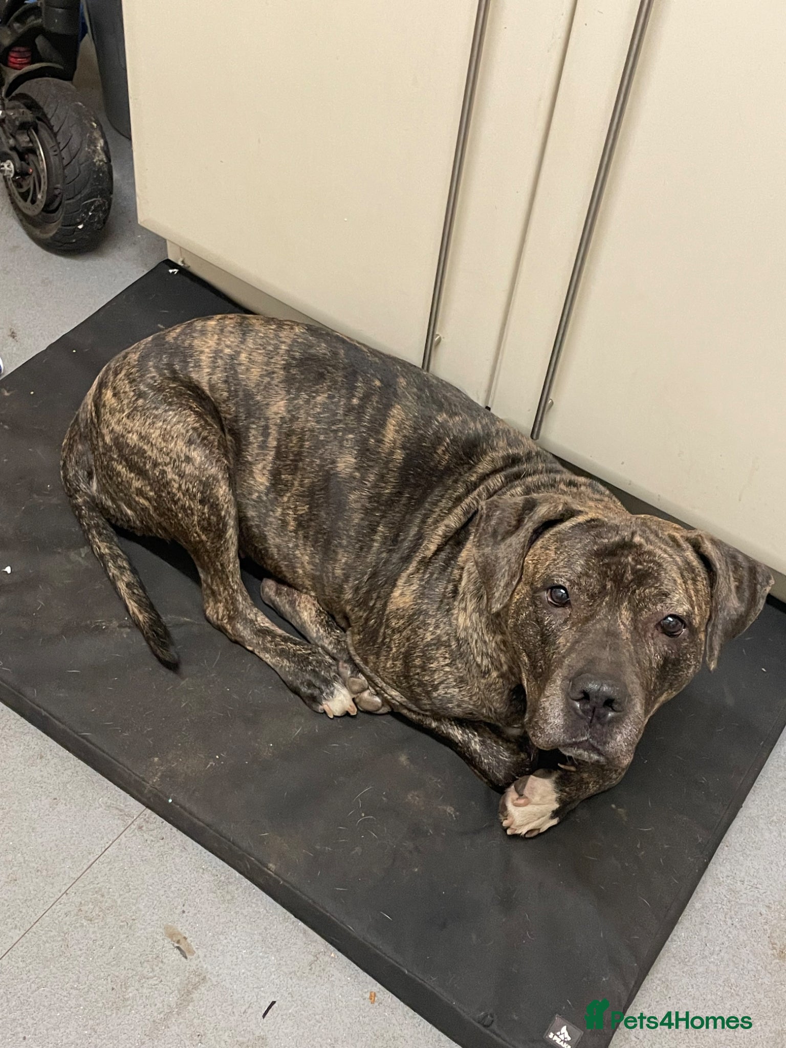 Presa Canario dogs for sale: Cleo looking for new home - Advert 2