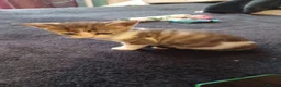 Mixed Breed cats for sale: 2boys & 2girls - Advert 18