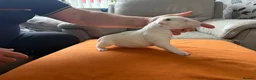 English Bull Terrier dogs for sale: beautiful KC registered bull terrier pups - Advert 12