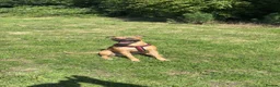Staffordshire Bull Terrier dogs for stud: 🐾 Handsome Staffy Cross Stud Friendly Dog 🐾 - Advert 4
