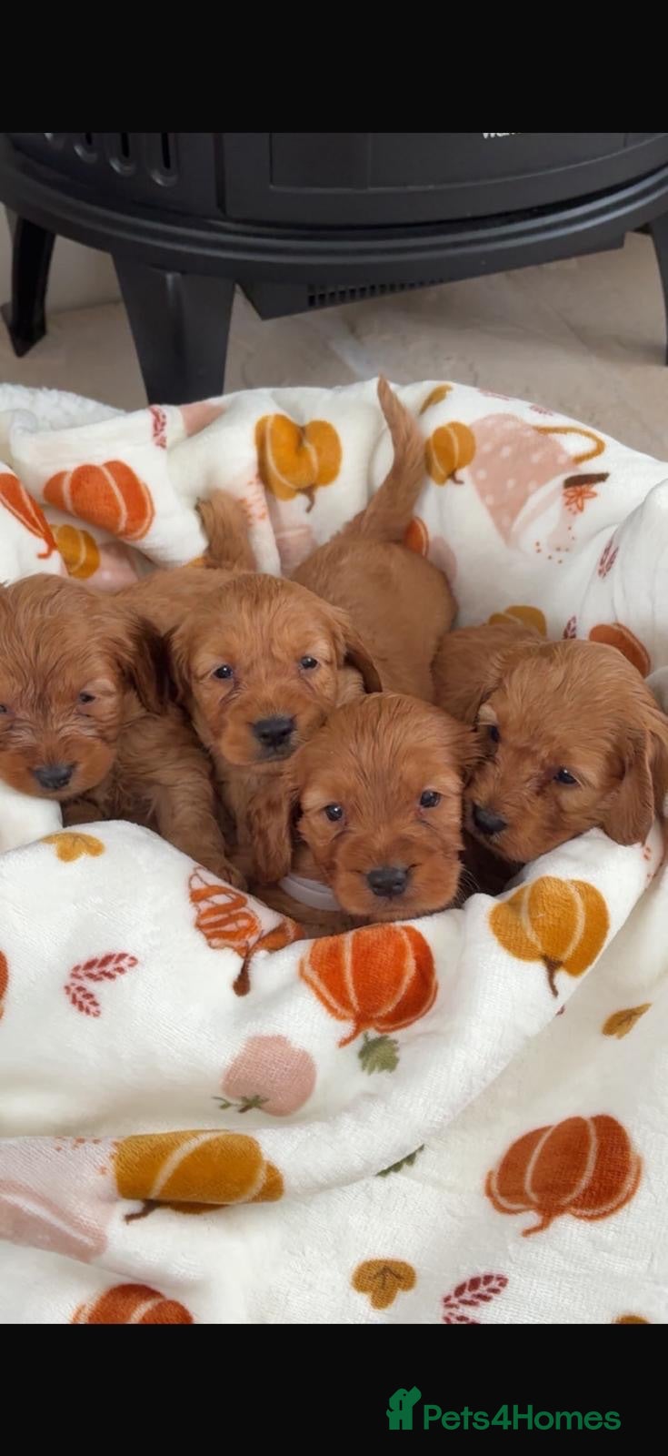 Cockapoo dogs Beautiful cockapoo puppies  - Advert 1